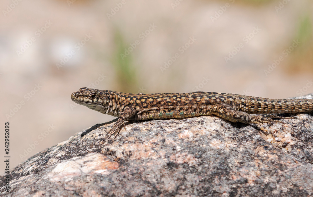 Iberian wall lizard, Podarcis hispanica, on a rock. Photo taken next to the Minchones Stream, in the region of La Vera, Caceres, Extremadura, Spain Iberian wall lizard, Podarcis hispanica, on a rock. Photo taken next to the Minchones Stream, in the region of La Vera, Caceres, Extremadura, Spain