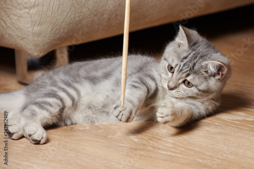 Little grey scottish straight kitten is ready to play with wooden stick. It is lured with it.