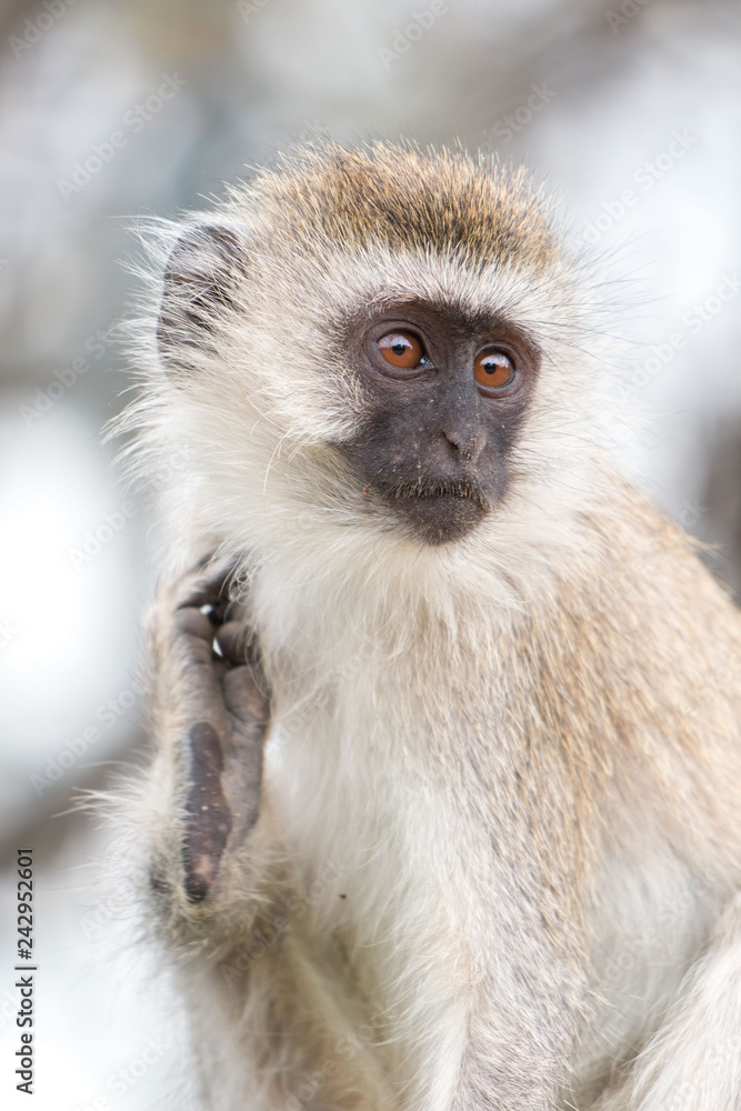 Naklejka premium Monkey in Tarangire National Park Tanzania
