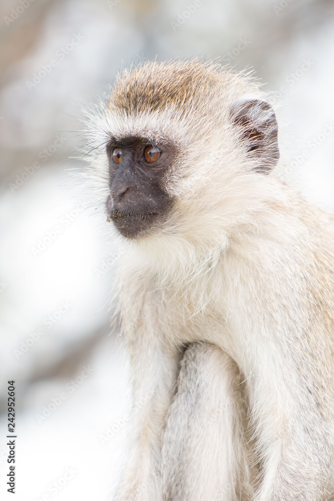 Obraz premium Monkey in Tarangire National Park Tanzania