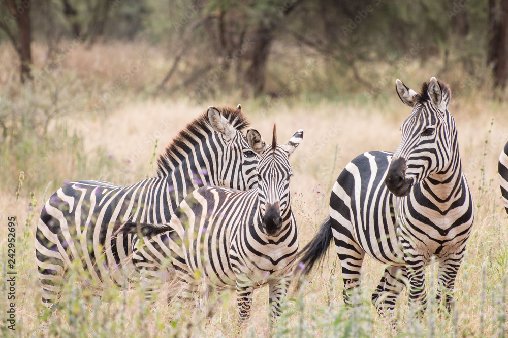 zebra in Tarangire National Park Tanzania zebra in Tarangire National Park Tanzania