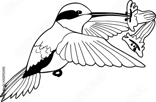 Allen's Hummingbird Illustration