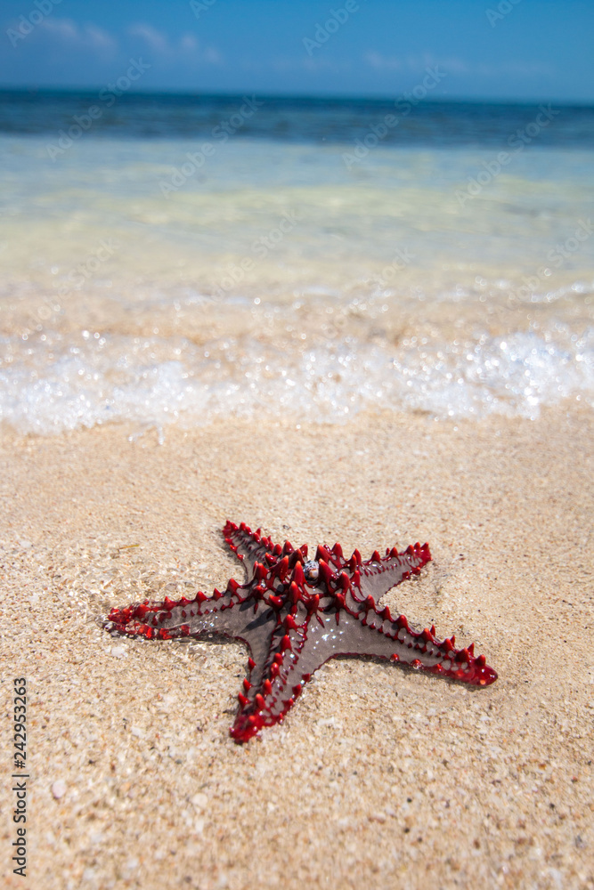 Beautiful beach and Starfish in Zanzibar Tanzania Beautiful beach and Starfish in Zanzibar Tanzania