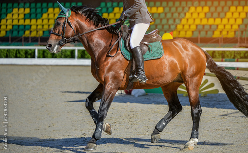 Sorrel dressage horse and rider in uniform performing jump at show jumping competition. Equestrian sport background. Chesnut horse portrait during dressage competition. Selective focus. © taylon