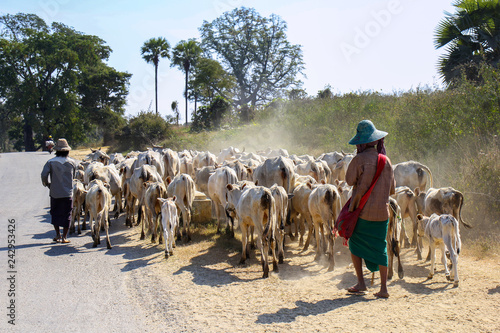 Farmers herder with their cows for grazing in the country road in Myanmar