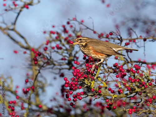 Redwing, Turdus iliacus