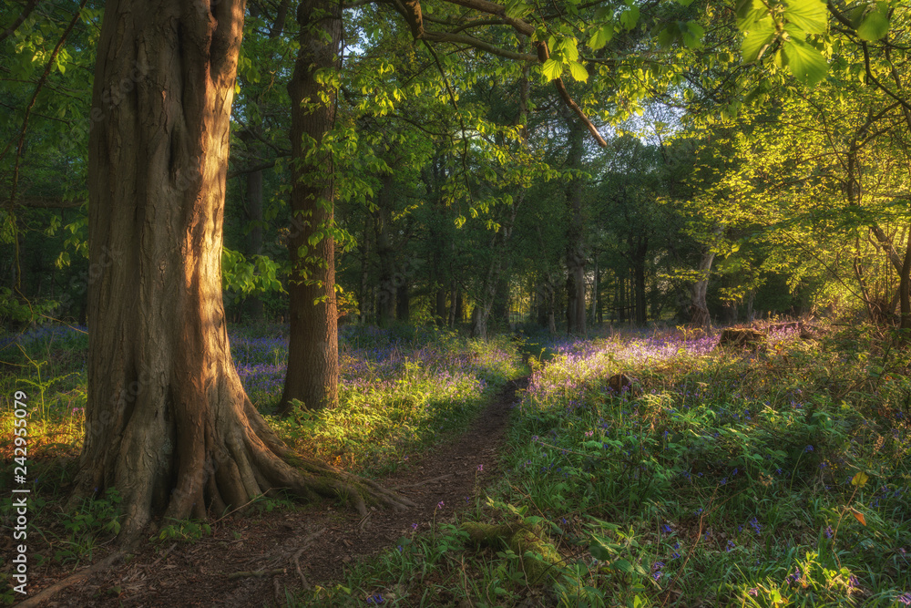 Obraz premium Stunning bluebell forest landscape image in soft sunlight in Spring