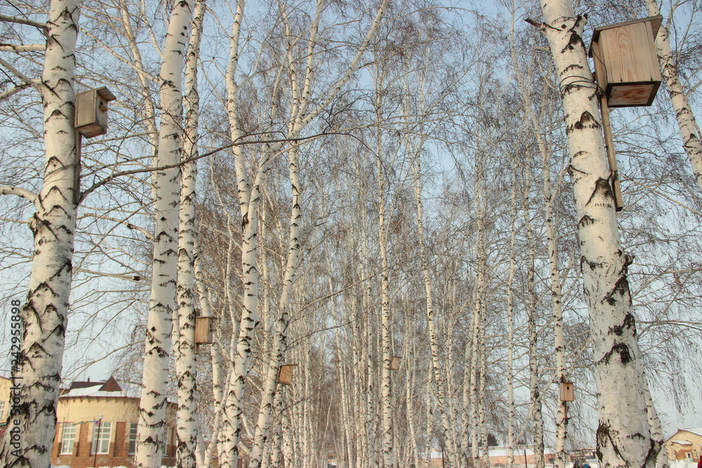 Obraz premium Берёзы со скворечниками
