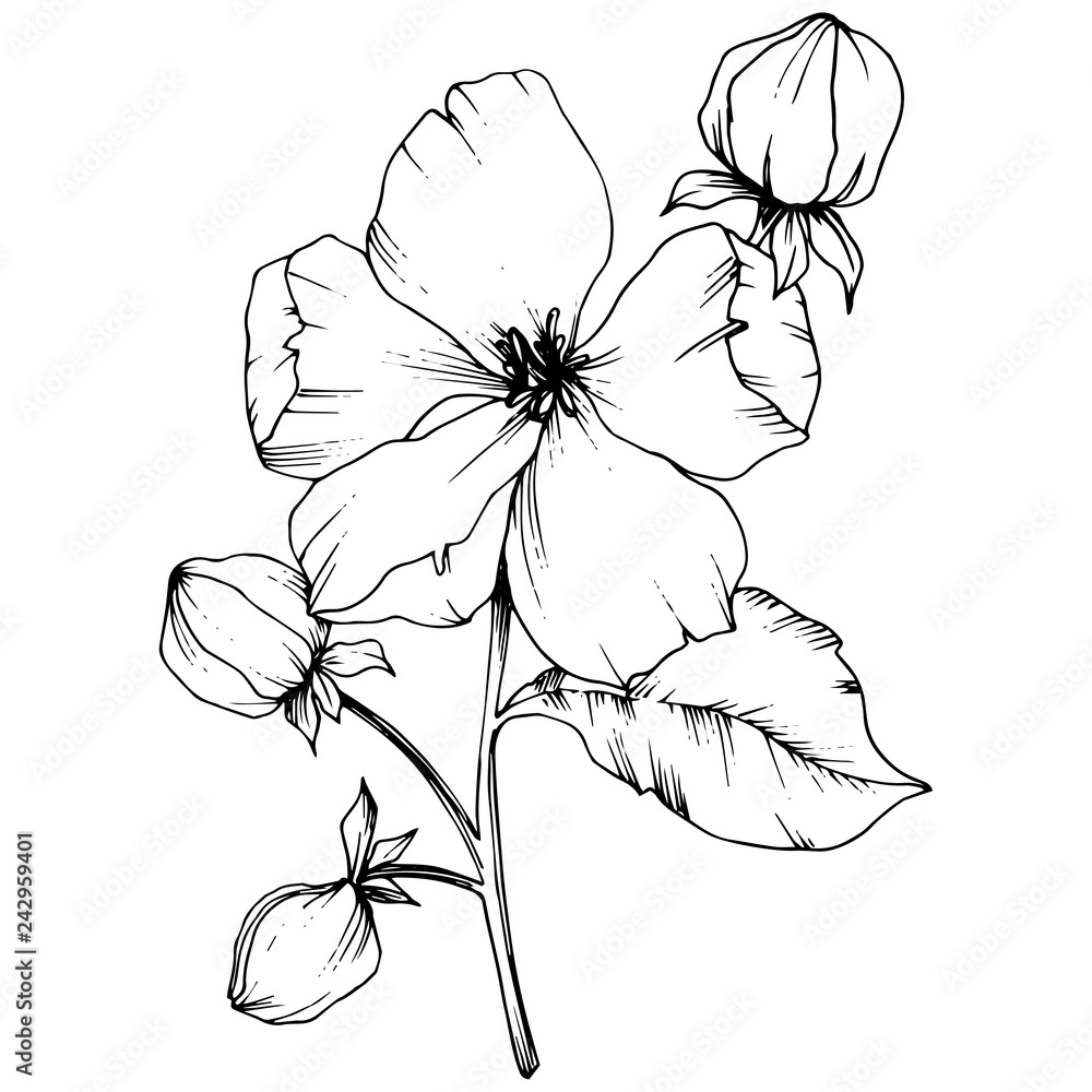 Fototapeta premium Vector Apple blossom floral botanical flower. Black and white engraved ink art. Isolated flowers illustration element.