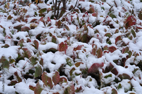 snow on leaves of barrenwort in winter garden photo