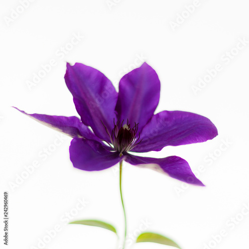 Purple flower on the white background. Soft, gentle, airy, elegant artistic image. Selective focus.