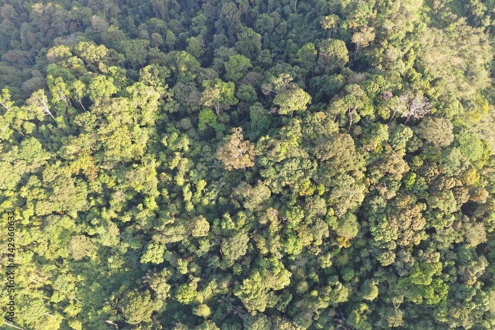 Aerial photo tropical rainforest in Sumatra, Indonesia 