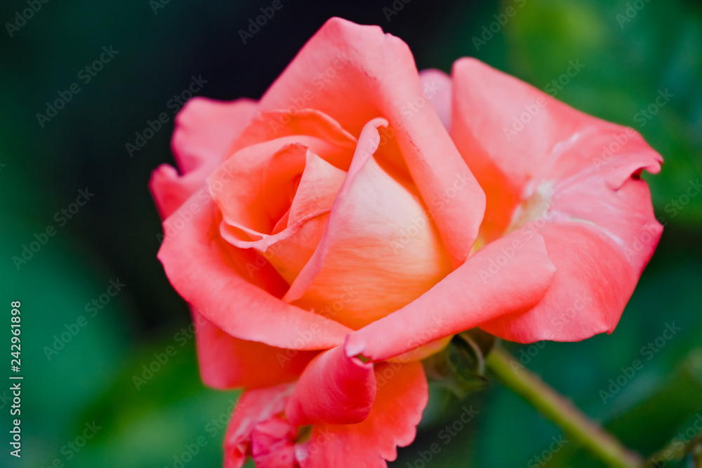 Orange rose flower among foliage