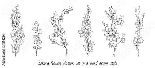 Sakura flowers blossom set, hand drawn line ink style. Cure doodle cherry plant vector illustration, black isolated on white background. Realistic floral bloom for spring japanese or chinese holiday