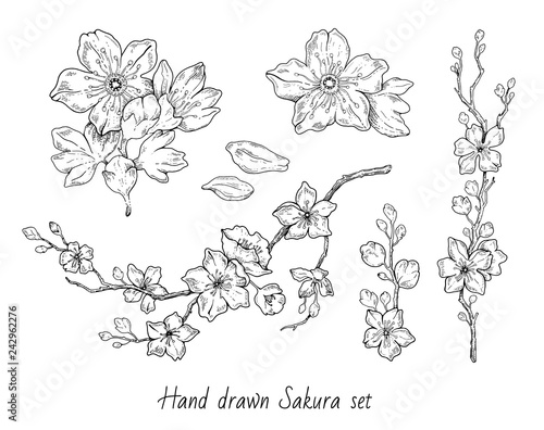 Sakura flowers blossom set, hand drawn line ink style. Cure doodle cherry plant vector illustration, black isolated on white background. Realistic floral bloom for spring japanese or chinese holiday