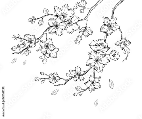Sakura flowers blossom set, hand drawn line ink style. Cure doodle cherry plant vector illustration, black isolated on white background. Realistic floral bloom for spring japanese or chinese holiday