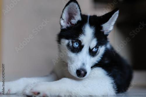 cute puppy husky girl