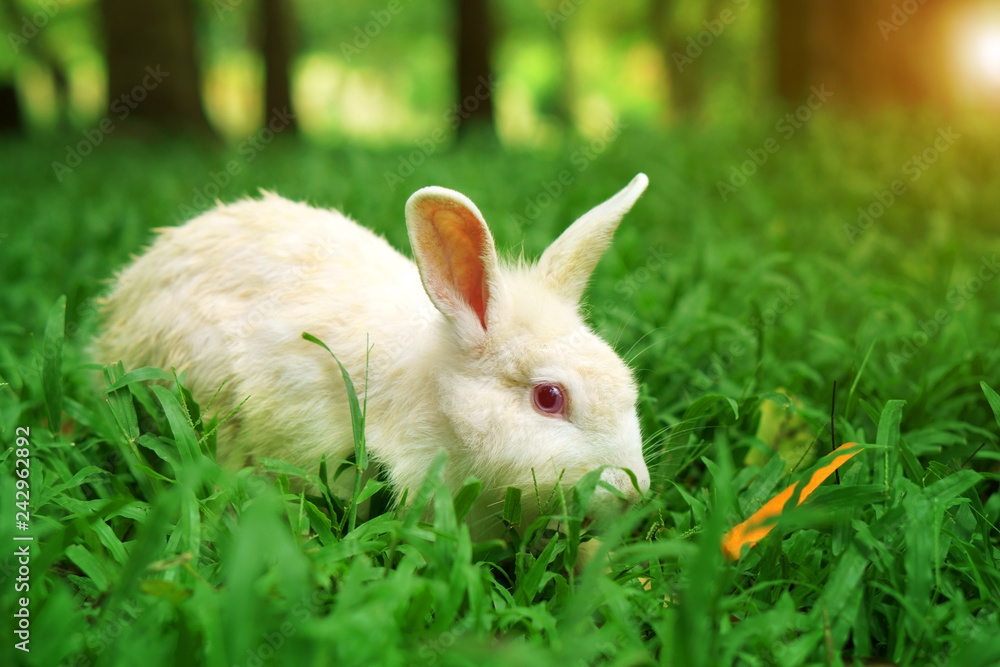 white wild rabbit and red eye eating carrot on meadow and green grass nature with tree in the garden or jungle and forest for animal life background on sunlight white wild rabbit and red eye eating carrot on meadow and green grass nature with tree in the garden or jungle and forest for animal life background on sunlight
