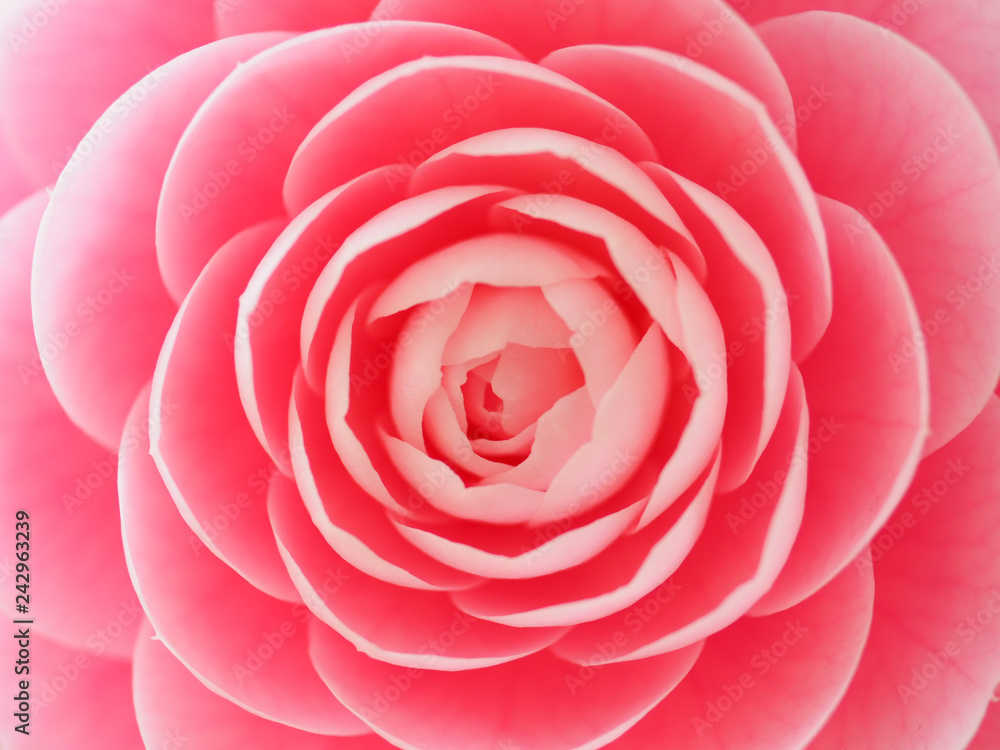 A pink camellia flower closeup 乙女椿の花のクローズアップ A pink camellia flower closeup 乙女椿の花のクローズアップ