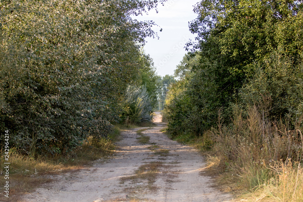 Fototapeta premium Road in the forest