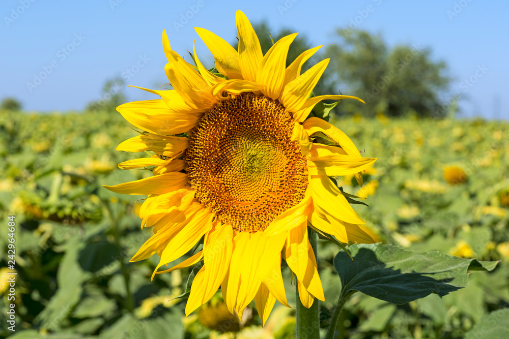 Closeup yellow fresh sunflower with blurred field and sky background on sunshine day. Sunflower field. Ukraine.