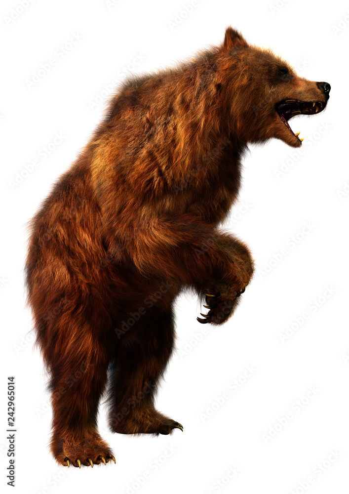 Fototapeta premium 3D Rendering Brown Bear on White