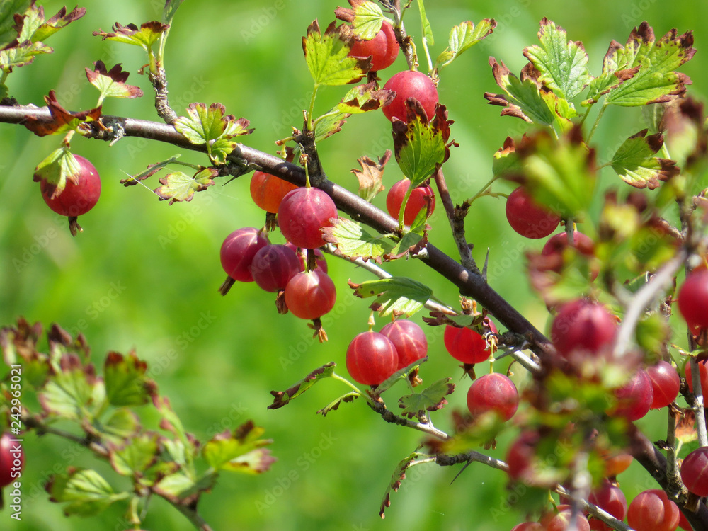 Gooseberry Gooseberry