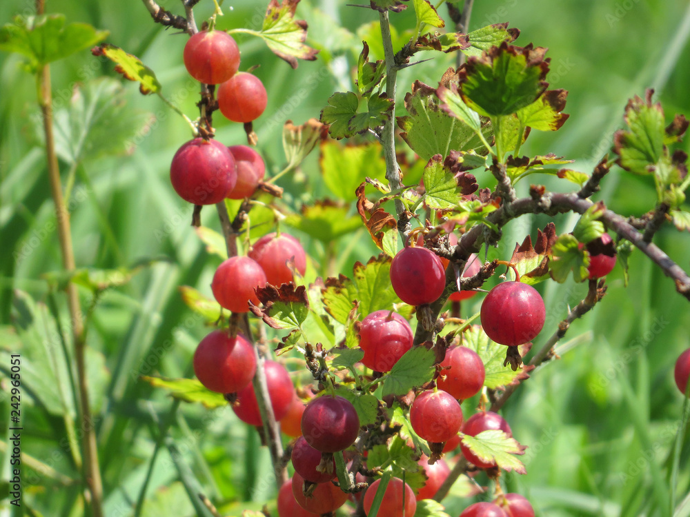 Gooseberry Gooseberry