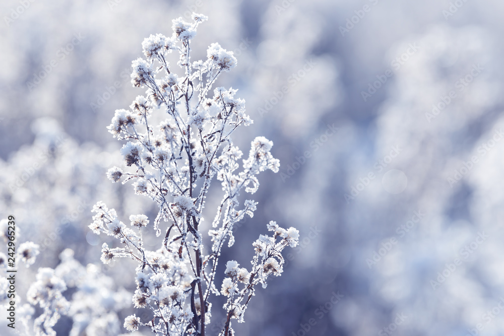 Grass branches frozen in the ice. Frozen grass branch in winter. Branch covered with snow. Grass branches frozen in the ice. Frozen grass branch in winter. Branch covered with snow.