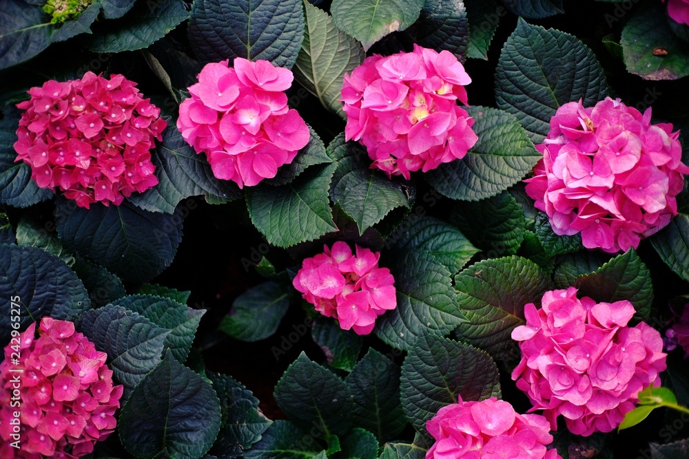 Fototapeta premium Beautiful nature Pinks flower in nature garden.