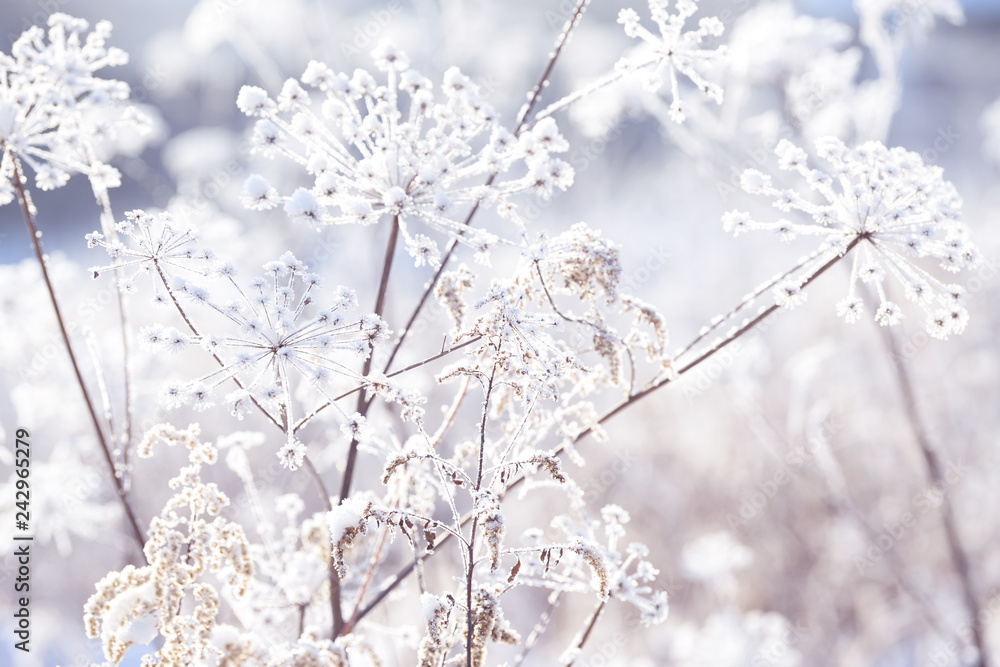 Naklejka premium Grass branches frozen in the ice. Frozen grass branch in winter. Branch covered with snow.