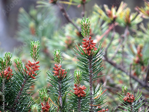 Pine branch with cones