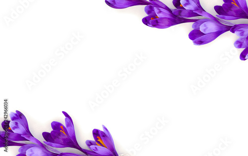 Frame of beautiful spring snowdrops flowers violet crocuses on a white background with space for text. Top view, flat lay