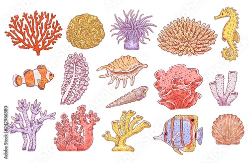 Vector tropical sea underwater corals, fish, shell and scallop set. Aquatic reef animals and plants. Hand drawn ocean flora and fauna collection. Isolated illustration