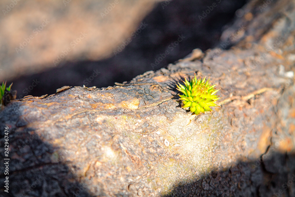 Young sprouts of cacti on a plantation of edible Opuntia ficus-indica cacti on a sunny day in the Canary Islands. Spain Lanserote Young sprouts of cacti on a plantation of edible Opuntia ficus-indica cacti on a sunny day in the Canary Islands. Spain Lanserote