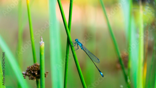 dragonfly on the grass © Александр Огородник