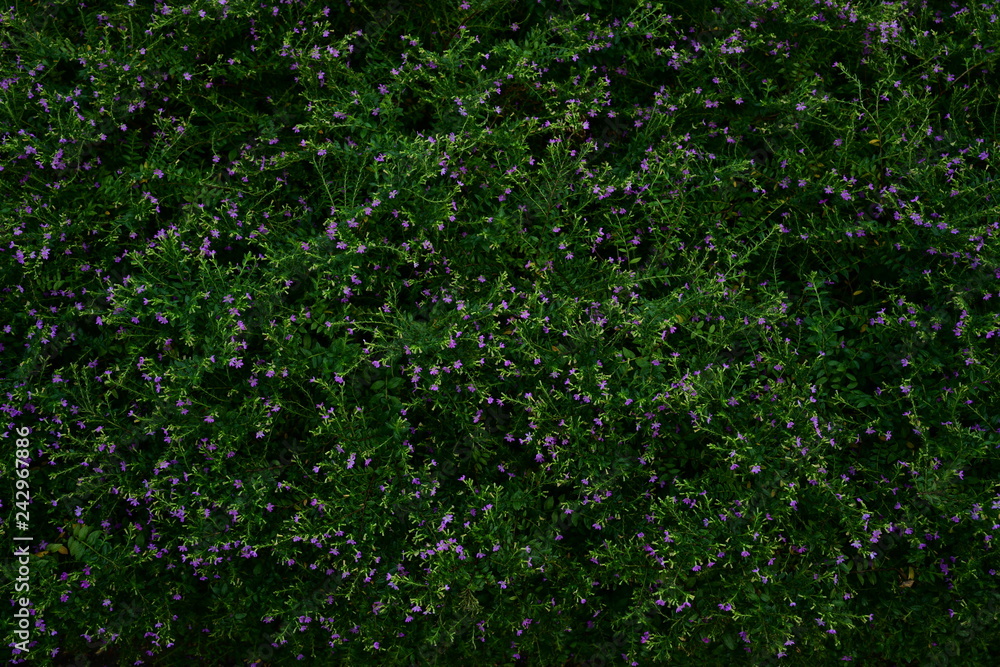 purple flower trees background purple flower trees background