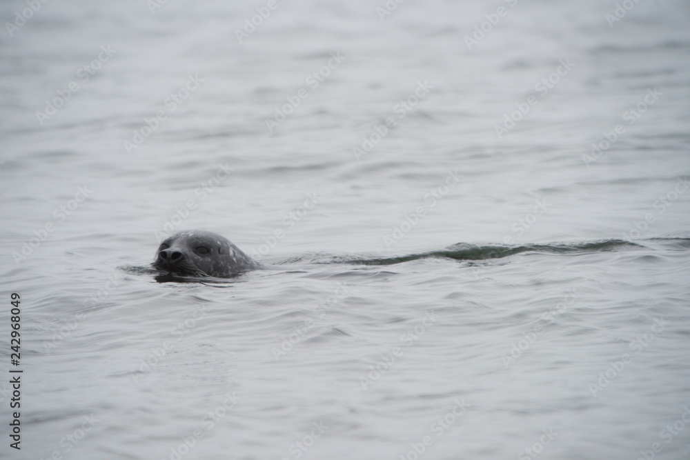 Fototapeta premium Foca