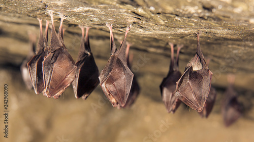 Fotografia Close up group of small sleeping horseshoe bat covered by wings, hanging upside down on top of cold natural rock cave while hibernating