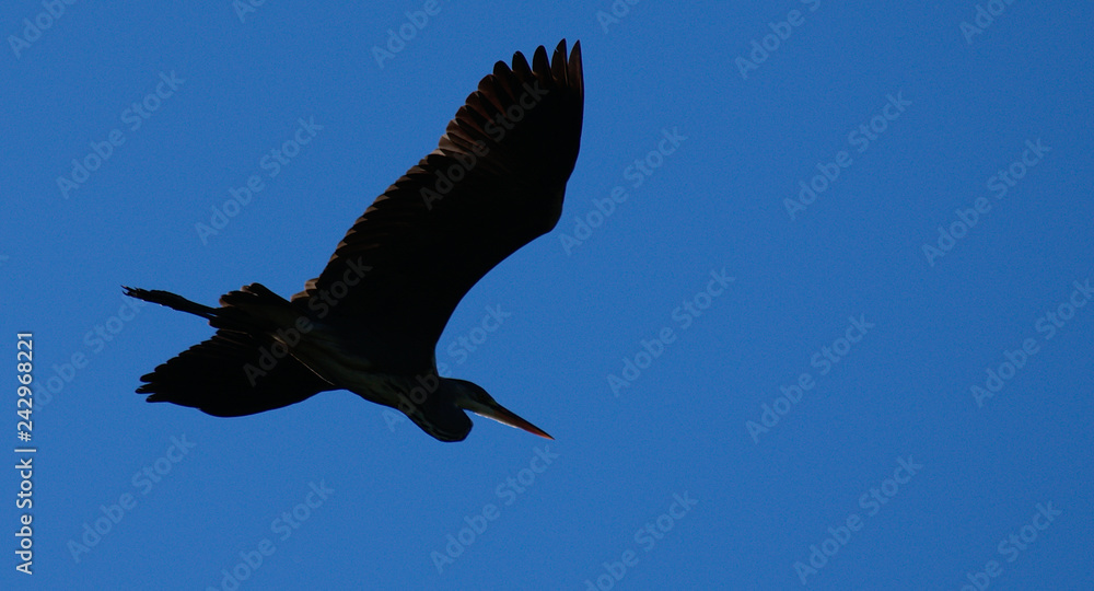 the flying heron the flying heron