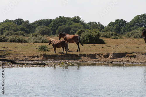Wild Horses in New Forest