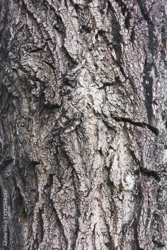 Tree trunk in the forest. Tree bark close-up. Tree trunk in the forest. Tree bark close-up.