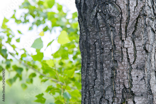 Tree trunk in the forest. Tree bark close-up.