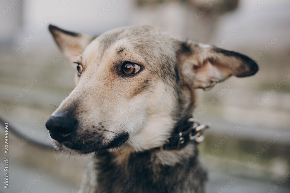Portrait of cute gray dog in city street. Scared stray dog with sad eyes and emotions walking in city street, looking for home. Adoption concept. Portrait of cute gray dog in city street. Scared stray dog with sad eyes and emotions walking in city street, looking for home. Adoption concept.