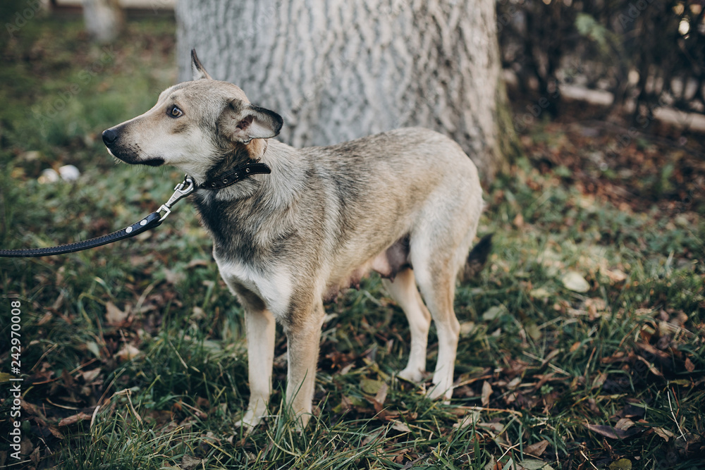 Fototapeta premium Scared stray dog with sad eyes and emotions walking in city street. Adoption concept. Portrait of cute gray dog in park. Dog shelter