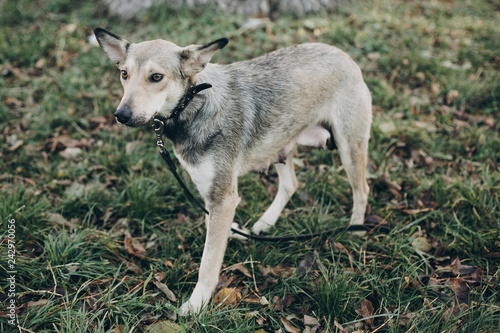 Scared stray dog with sad eyes and emotions walking in city street. Adoption concept. Portrait of cute gray dog in park. Dog shelter