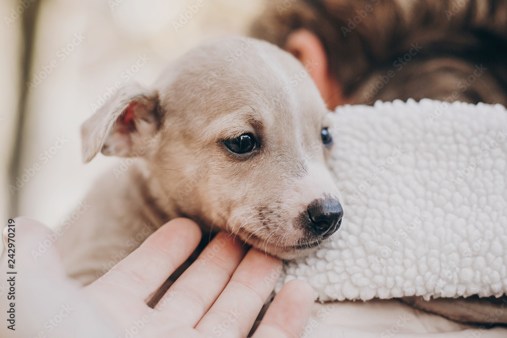 Cute little staff terrier puppy in cozy warm blanket in autumn park. Hand caressing scared homeless beige puppy in city street. Adoption concept. Dog shelter.