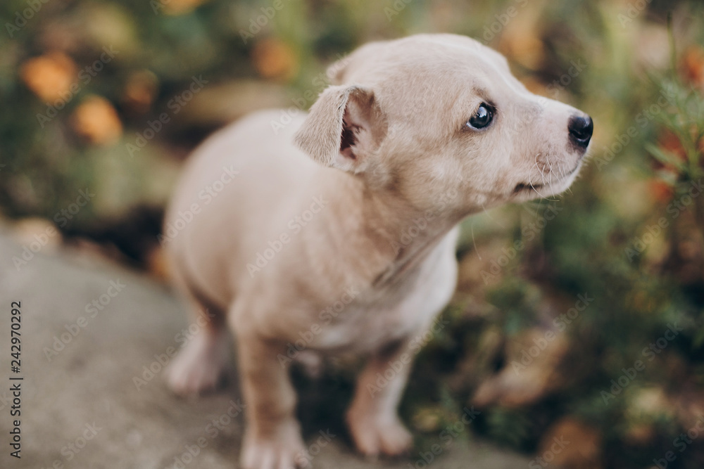 Cute little puppy walking in autumn park. Scared homeless staff terrier beige puppy playing in city street. Adoption concept. Dog shelter. Cute little puppy walking in autumn park. Scared homeless staff terrier beige puppy playing in city street. Adoption concept. Dog shelter.
