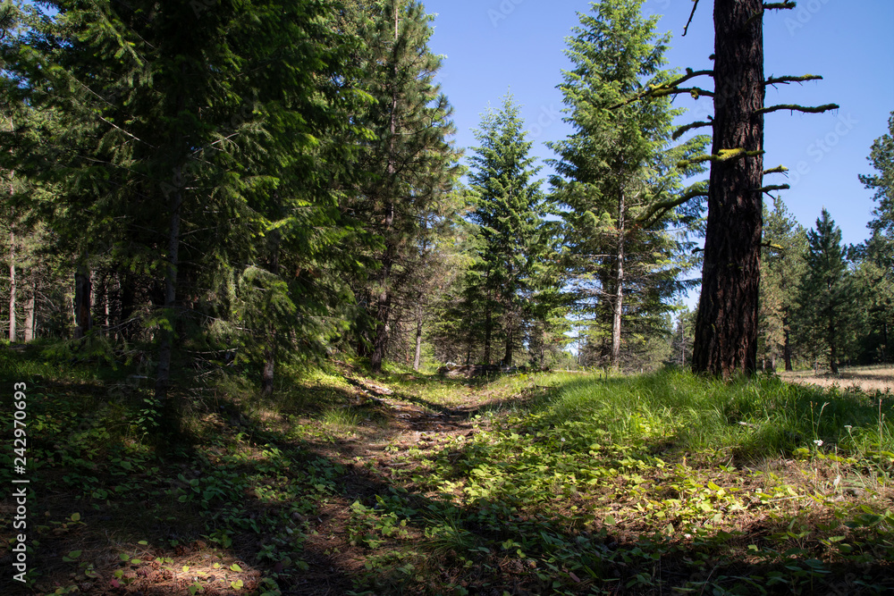 Obraz premium Oregon Trail Blue Mountains Crossing Idaho USA