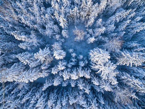 Luftaufnahme: Wald im Winter